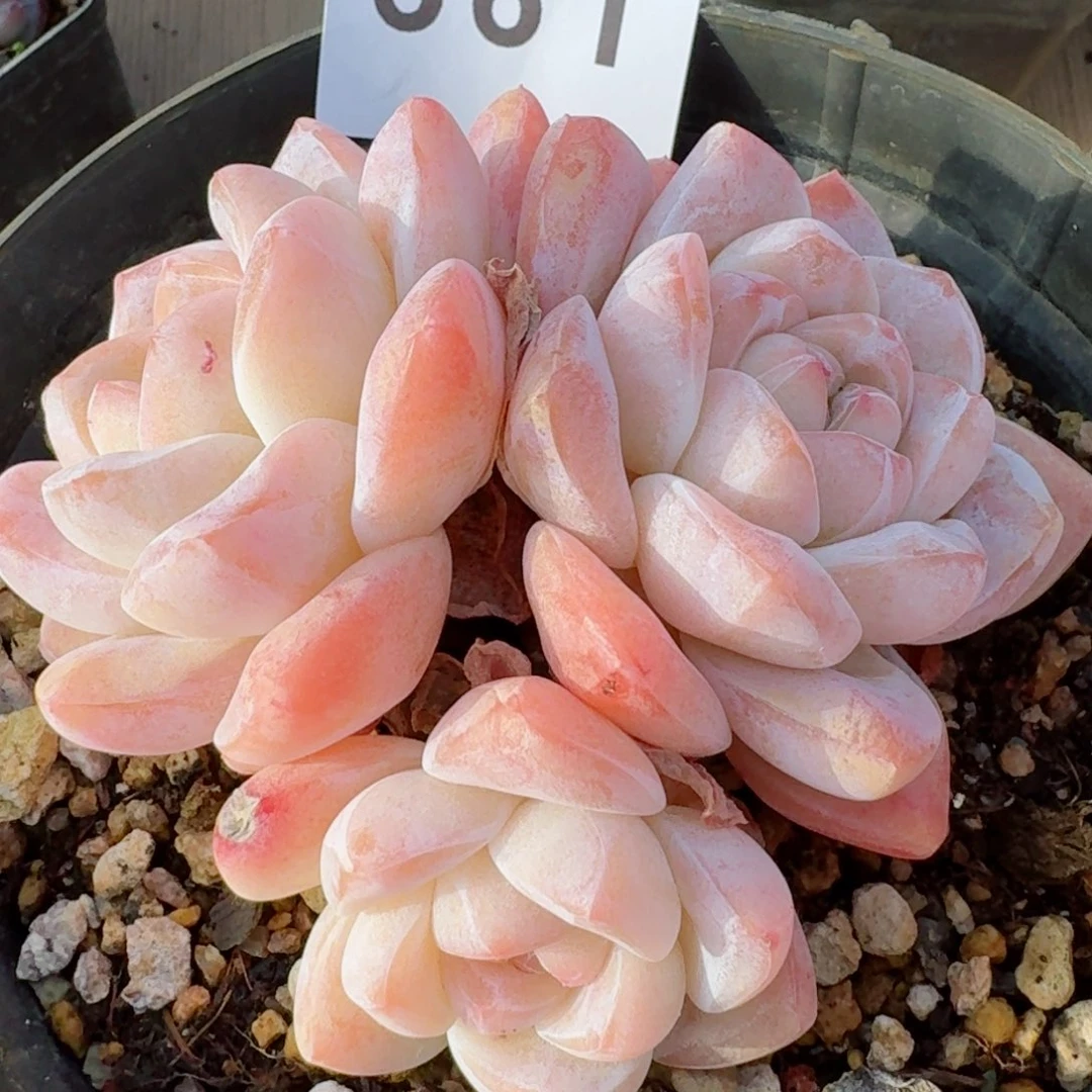 长腿冰玉         精品多肉