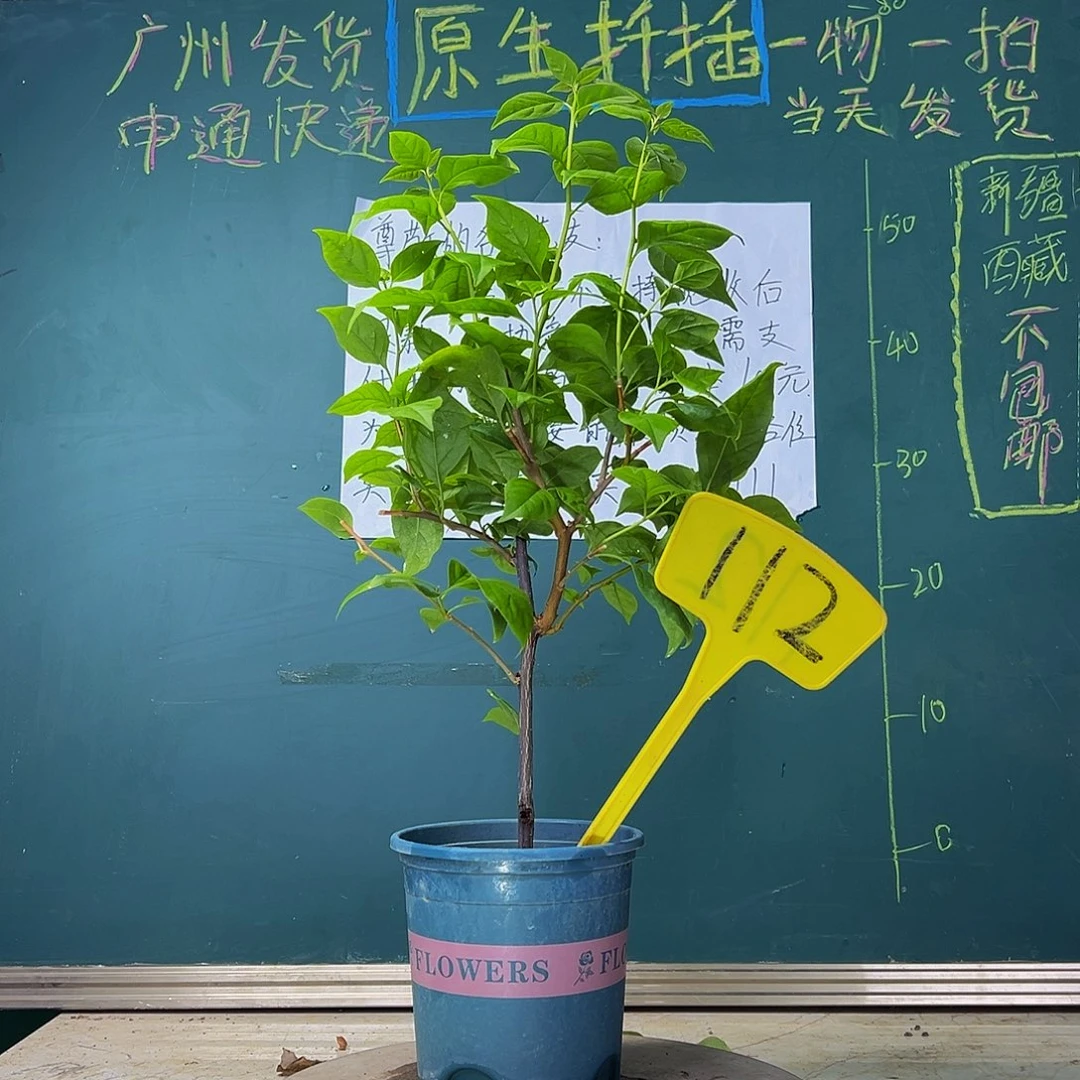 当前无花栽培后可以开花 福利 苏瓦娜  112