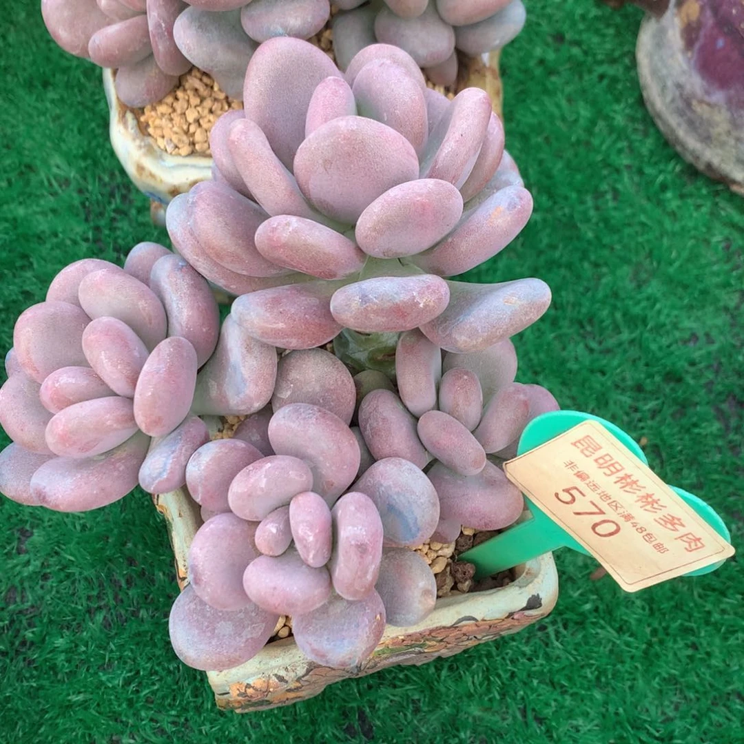 月美人老桩无砍570