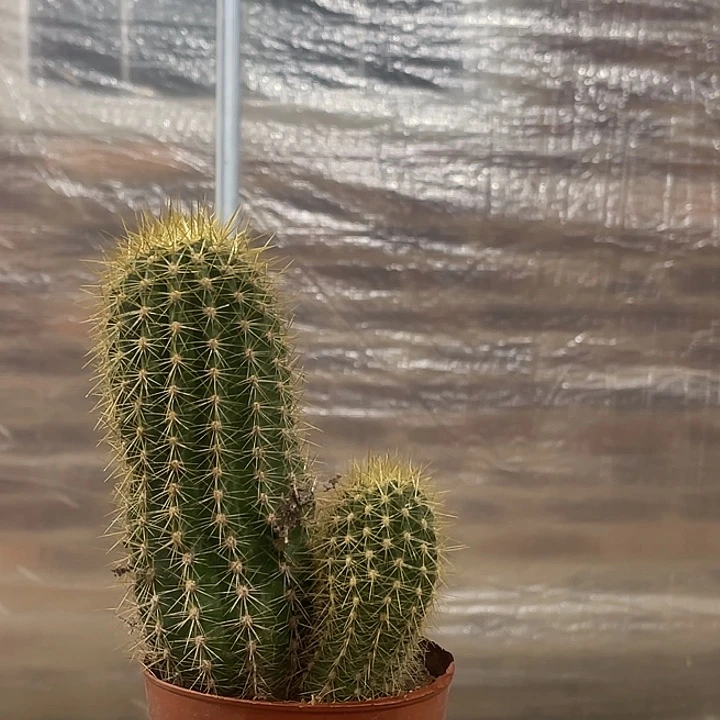 毛花柱毛花柱毛花柱