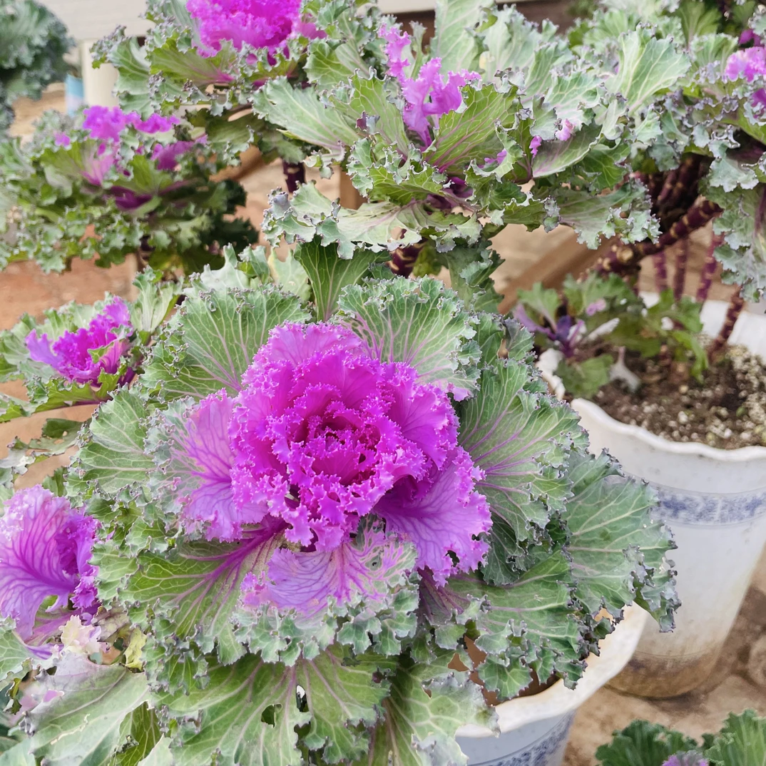 羽衣甘蓝老桩一物一拍