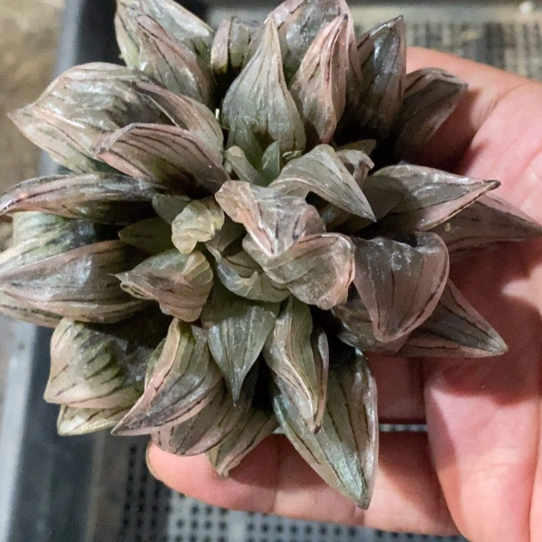 秋**华31152 一颗西瓜寿福利