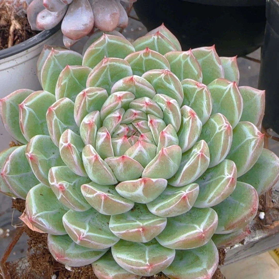 【闪购商品】雪花珍妮9.9