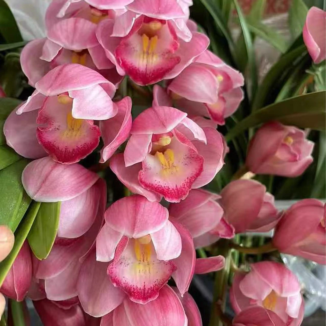 【朝阳】大花蕙兰室内高档花卉易活好养超长花期