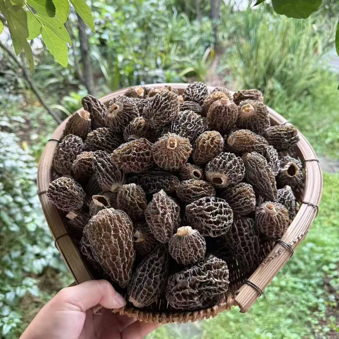 云南土特产 现收山货 头茬草莓羊肚菌