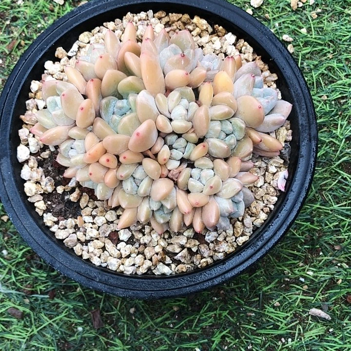 香玉平头多肉植物