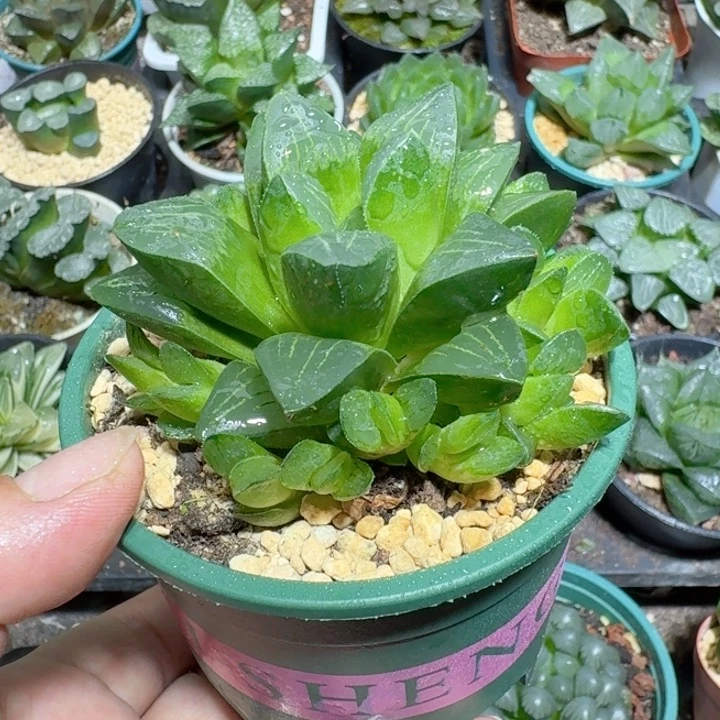 十二卷玉露姬寿群