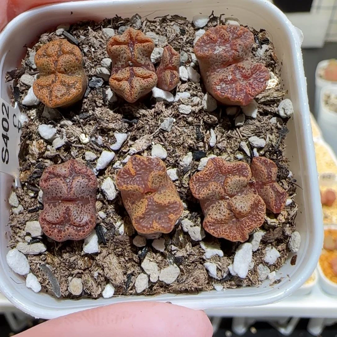 肉锥多肉植物百科-蝴蝶一盆370