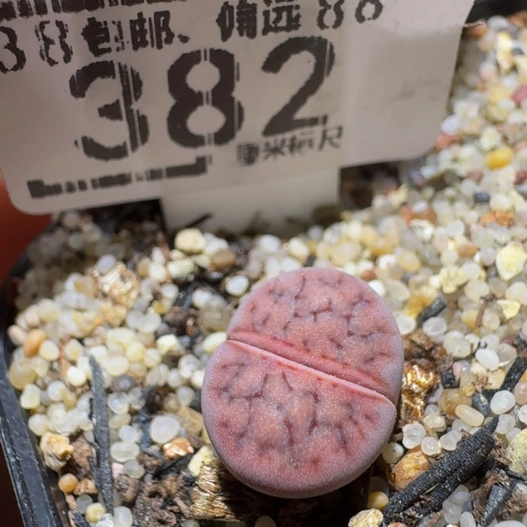 Ssss精品生石花382阿克