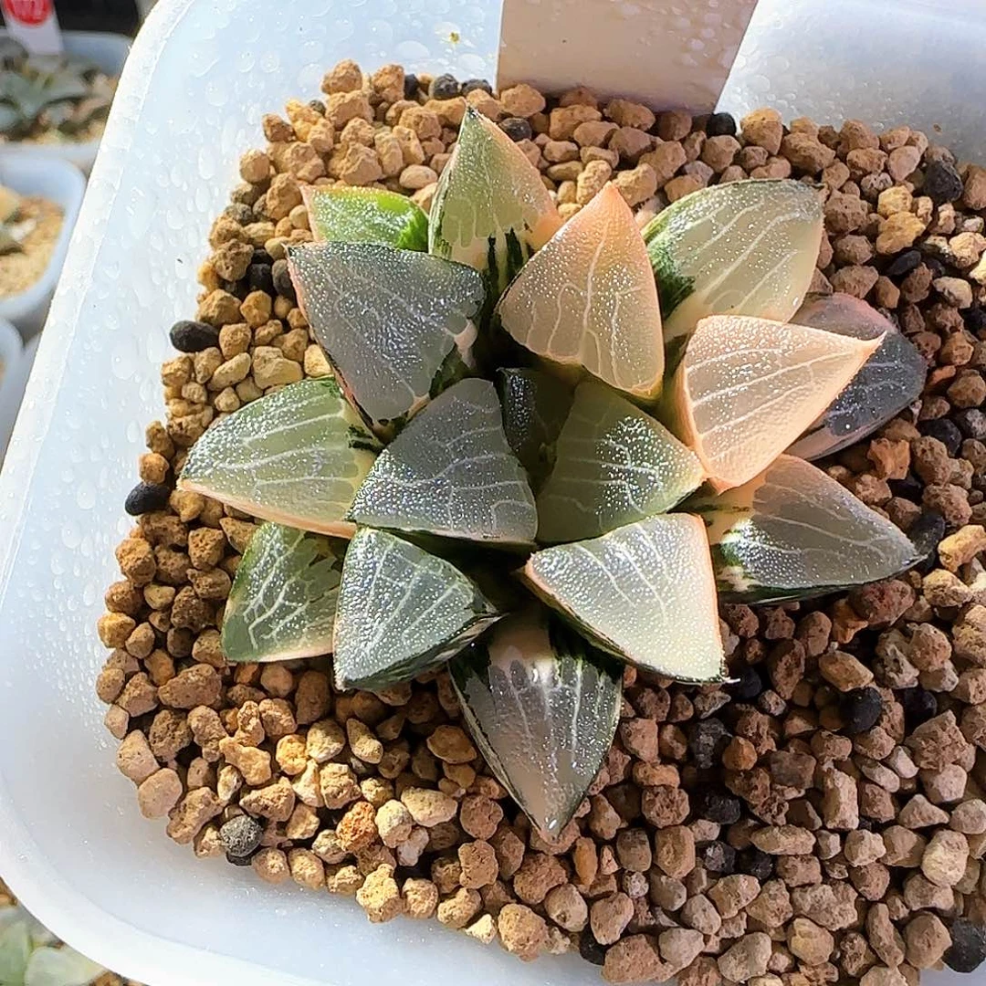 166实生克锦 6 厘米左右一物一拍带盆土发货