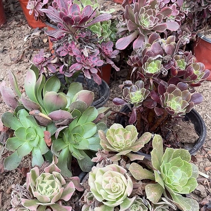 5棵玫瑰玫瑰玫瑰玫