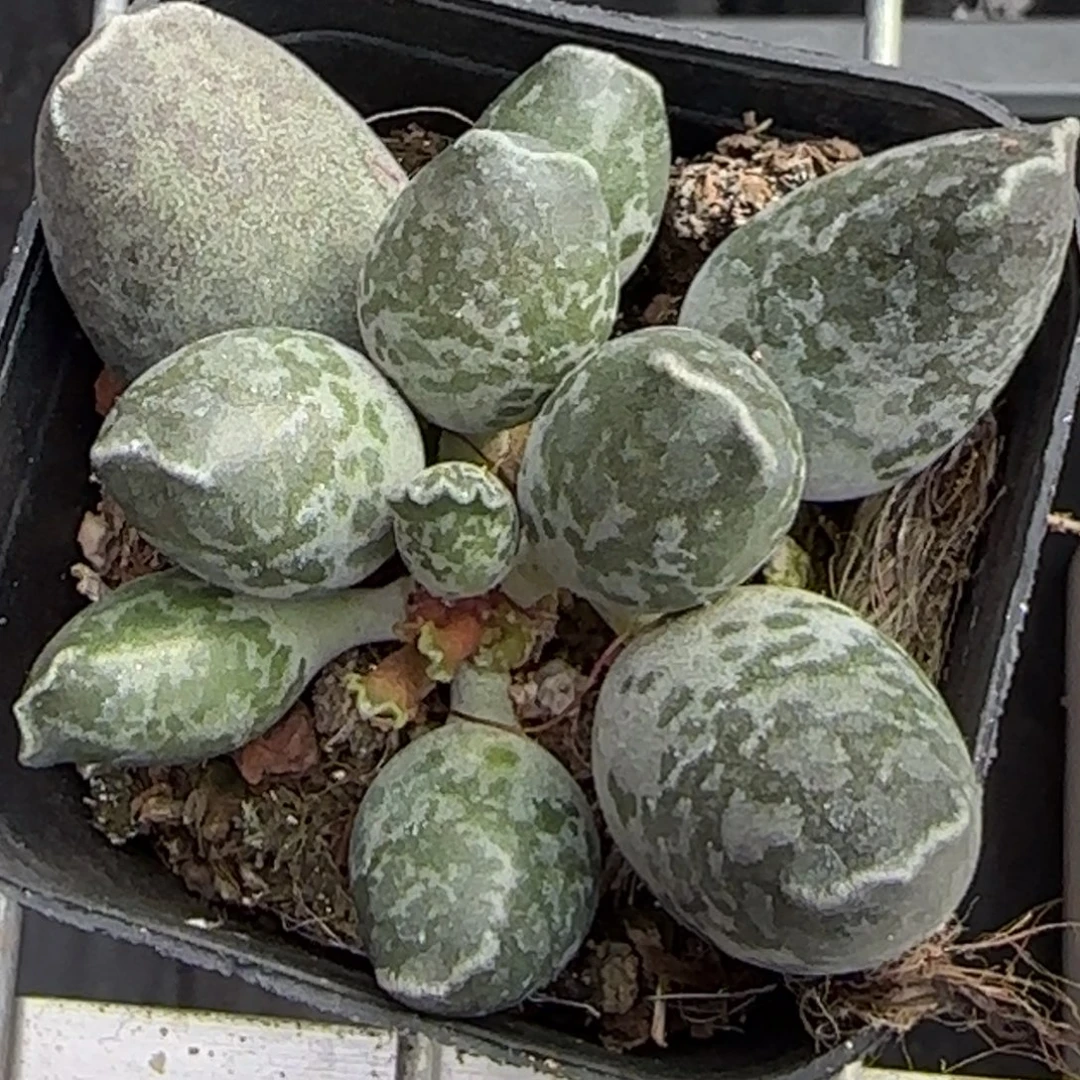 海豹水泡多肉植物