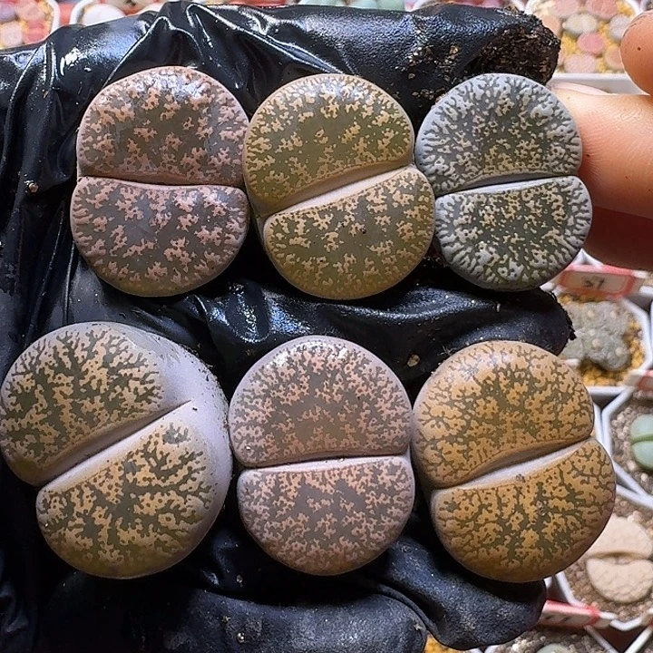 生石花11111。  大的。   181