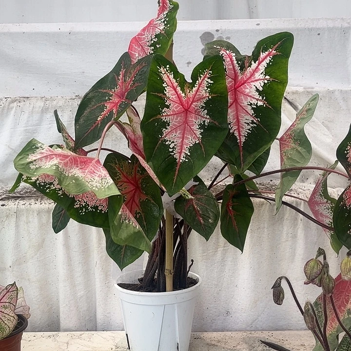 无花朵红桃A彩叶芋不带叶子