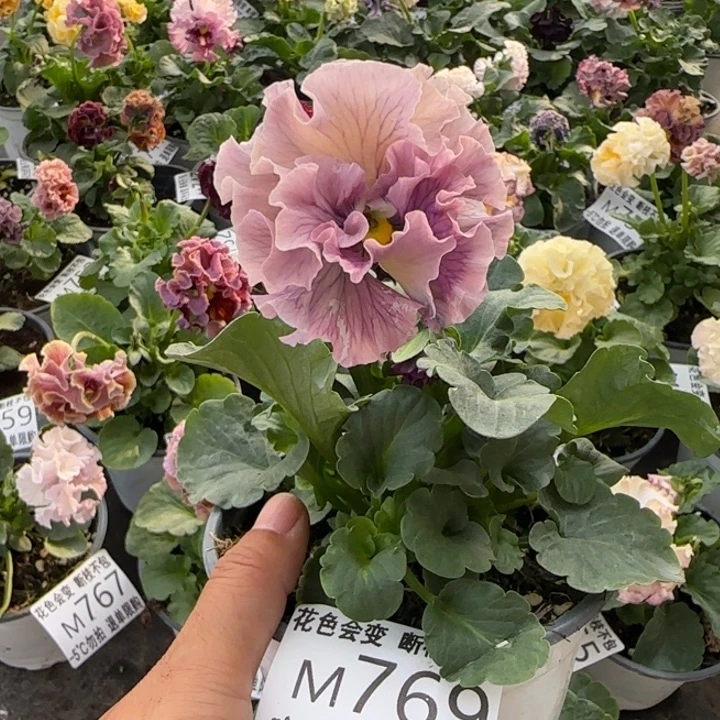 无花朵M769小苗默认苗晃零下5勿拍