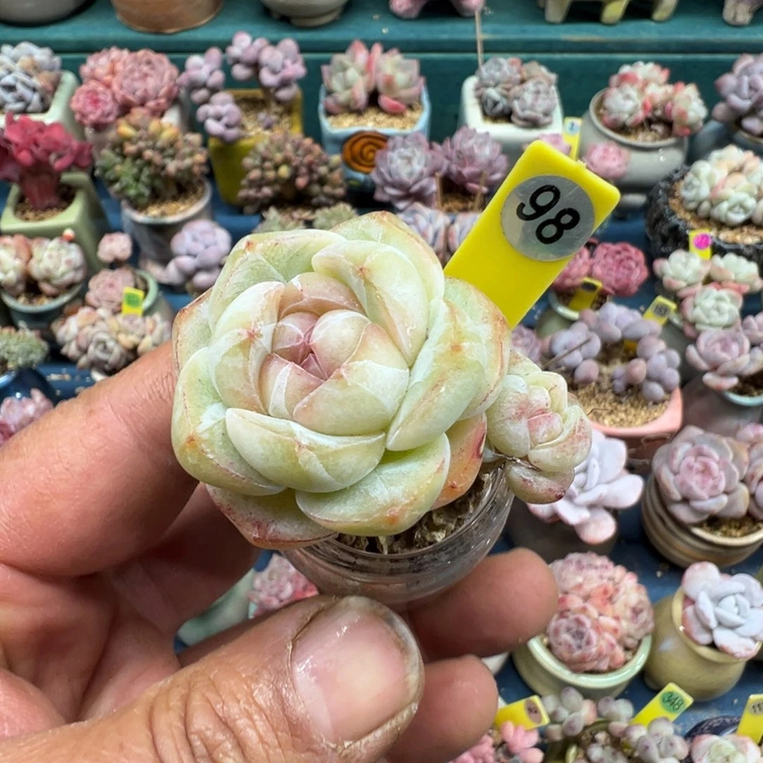 98号糖心珍妮000000