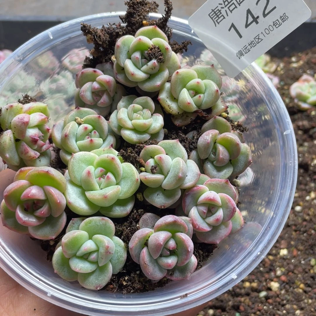 az珍妮混一物一拍142