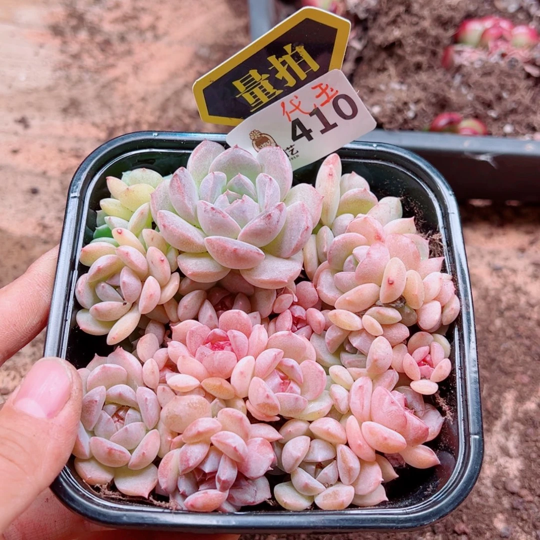 多肉植物多肉植物
