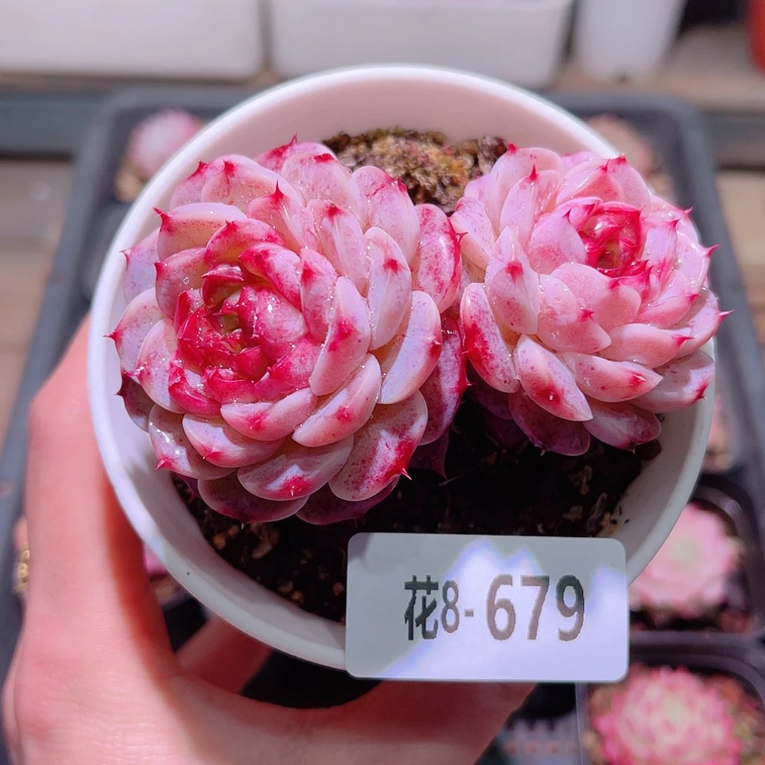 花利美8-679天鹅绒