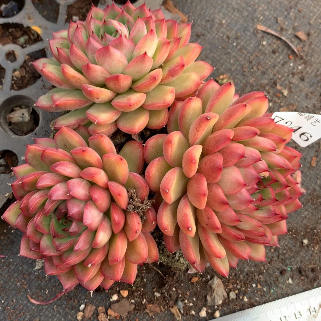 7246杂交多肉老桩