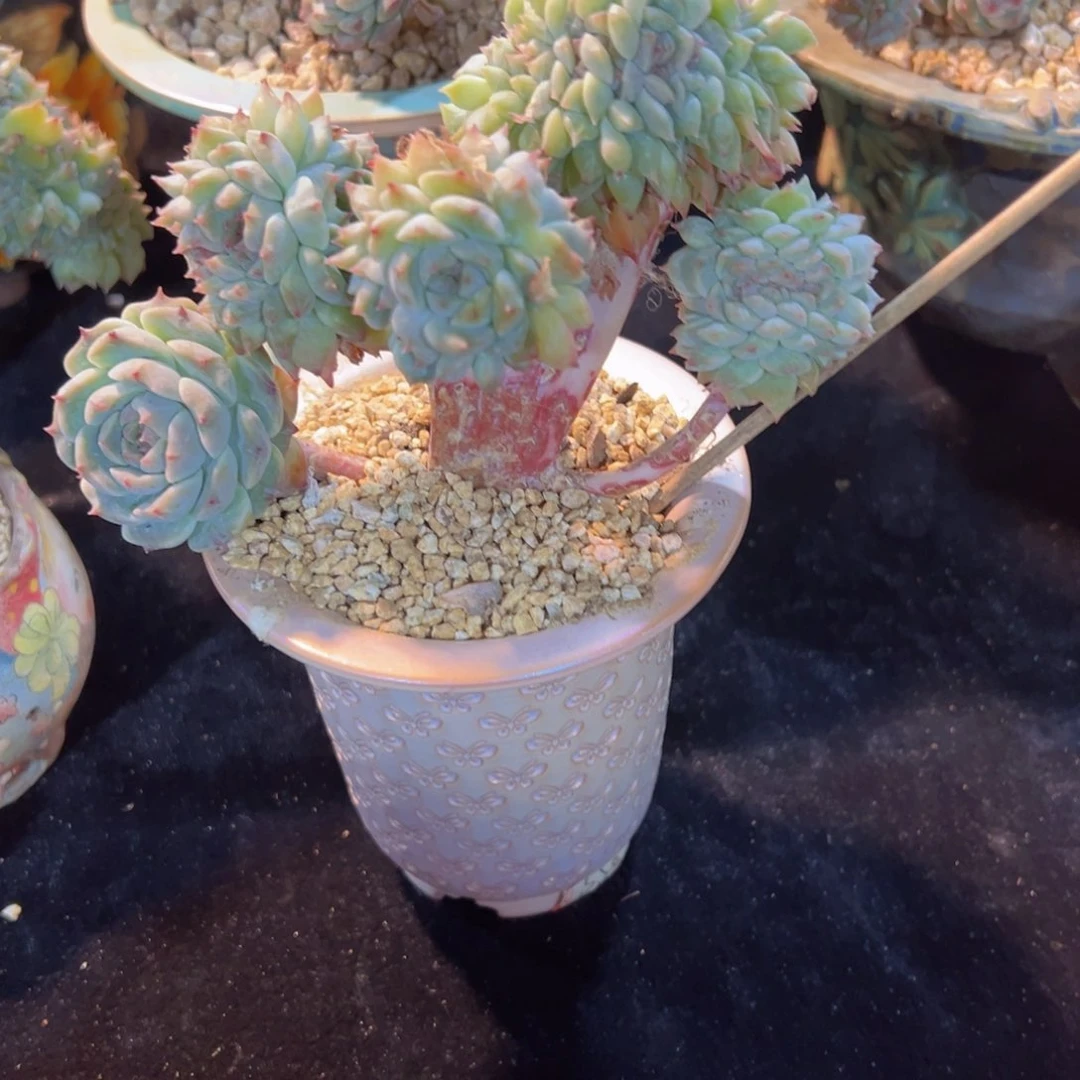 ঞ**花新年快乐啊888888生日