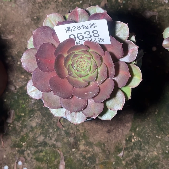 光***狂0638抹茶多肉植物