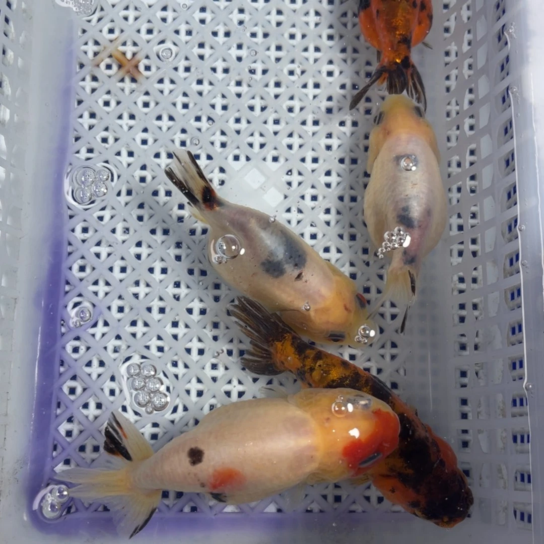 海水鱼花泰狮金鱼7号