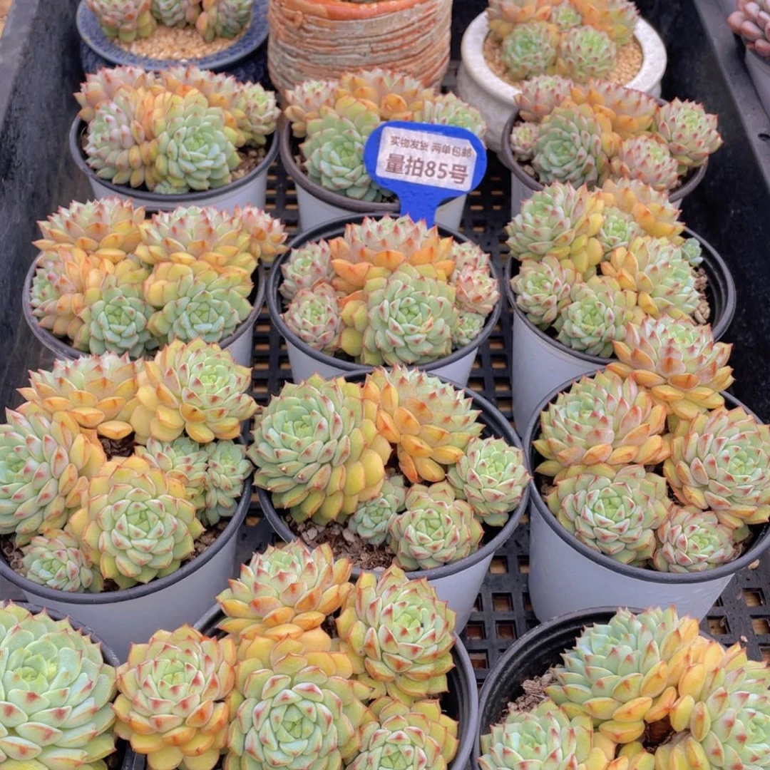 量拍85号 玫瑰莲大群生四头起一个