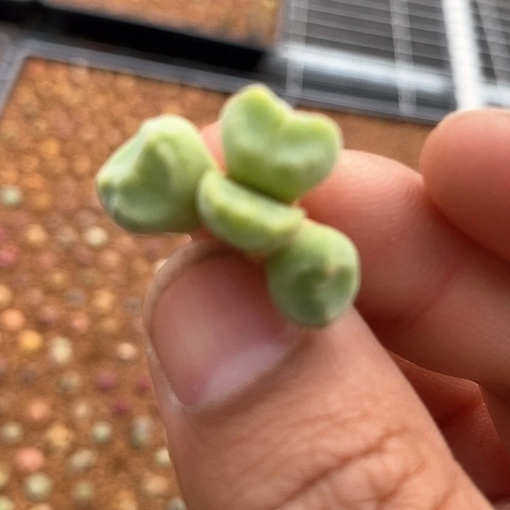 20548绿豆糕一颗