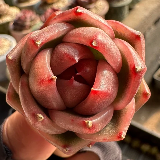 皮埃拉精品韩国多肉植物组合盆栽懒人好养室内阳台绿植花卉