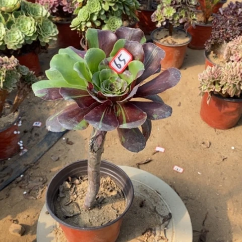 巫毒水墨丹青一物一拍