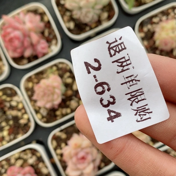 咪***堡2-634多肉多肉多肉多肉多肉多肉多肉多肉d r