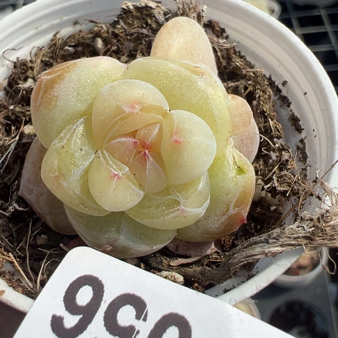 小卡拉米糖心一物一拍13-56