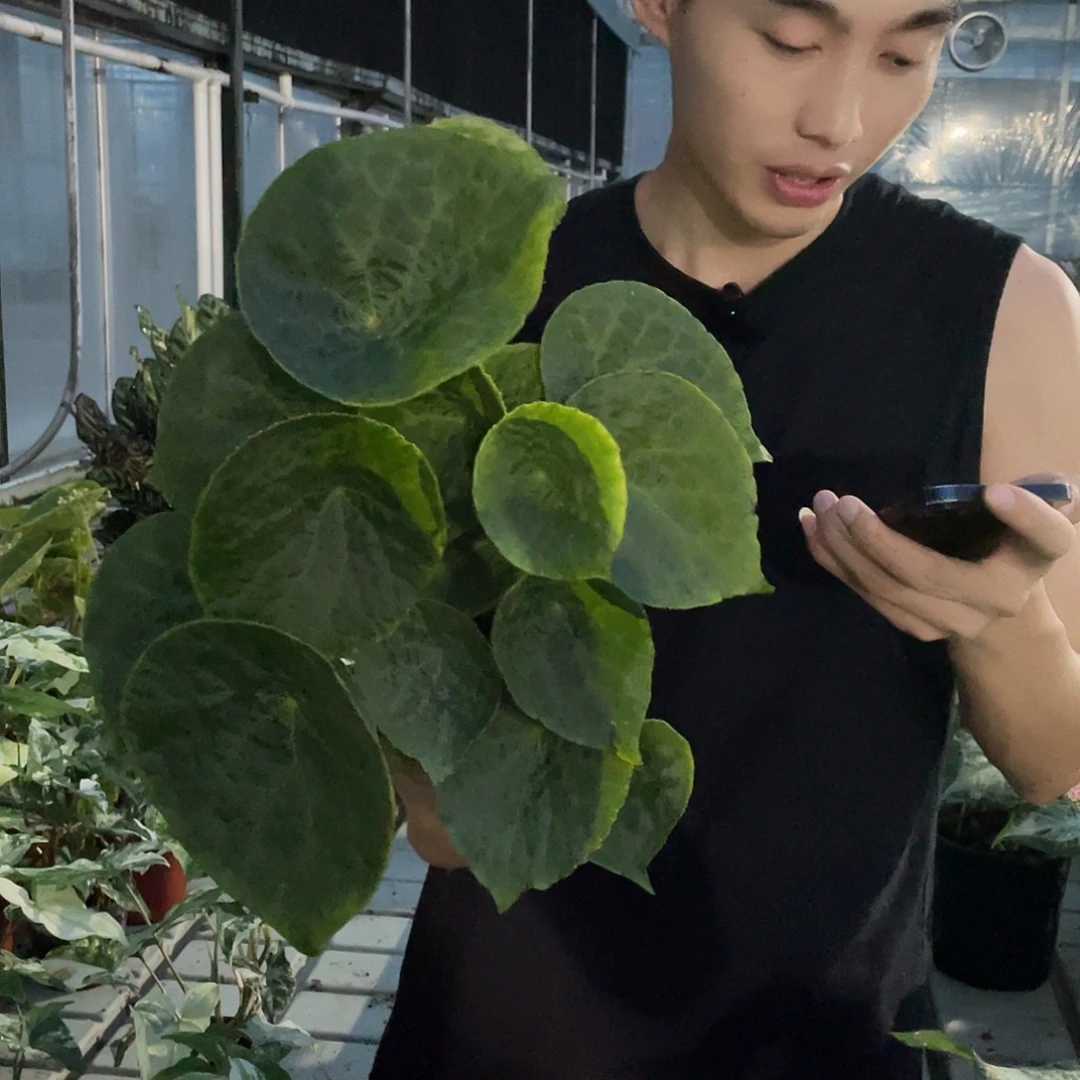 无花朵福寿11111111