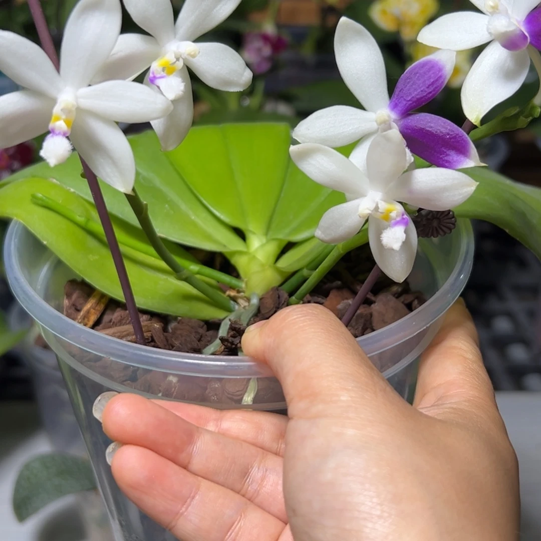 小***乔大部分开放少量花苞