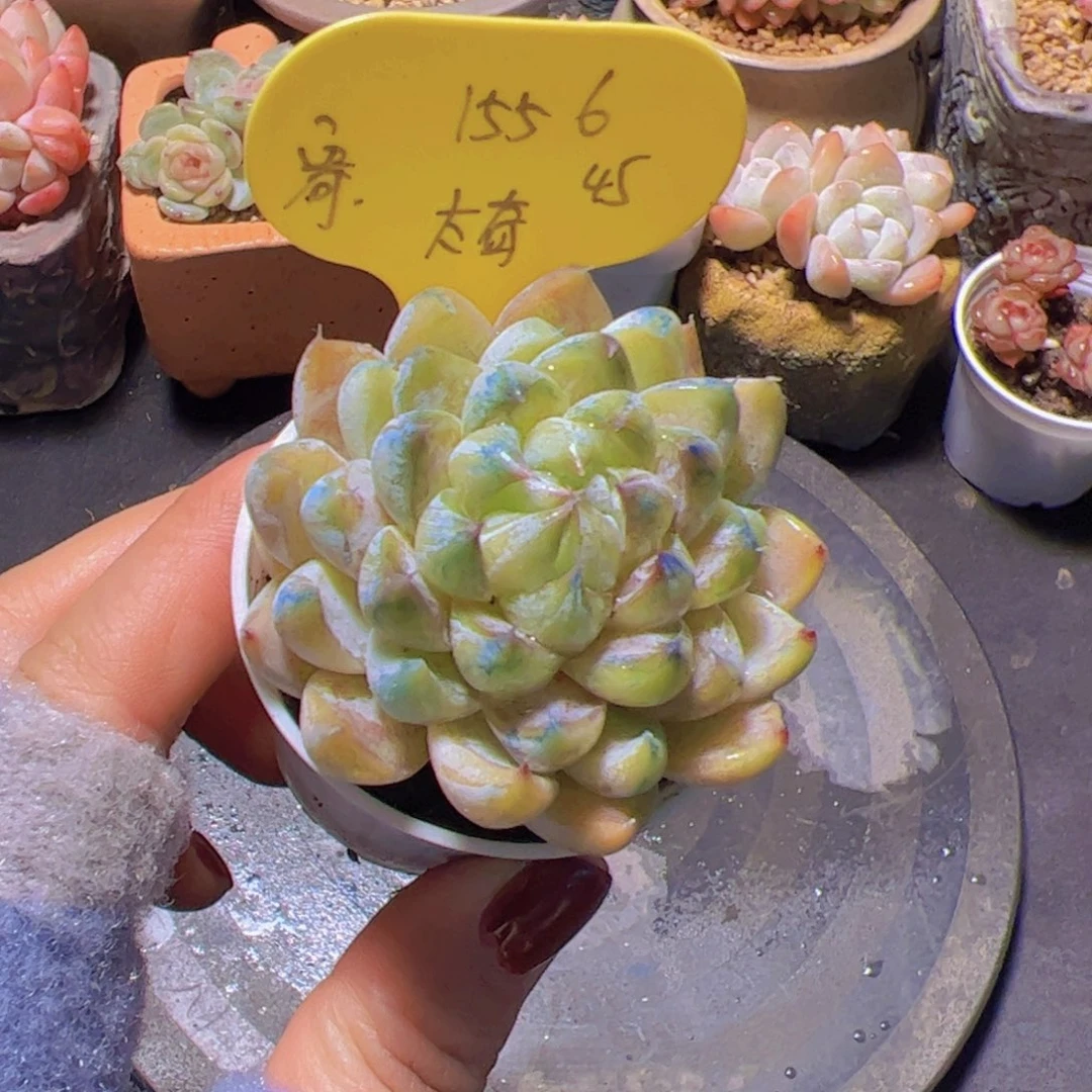 用****6太奇，多肉植物