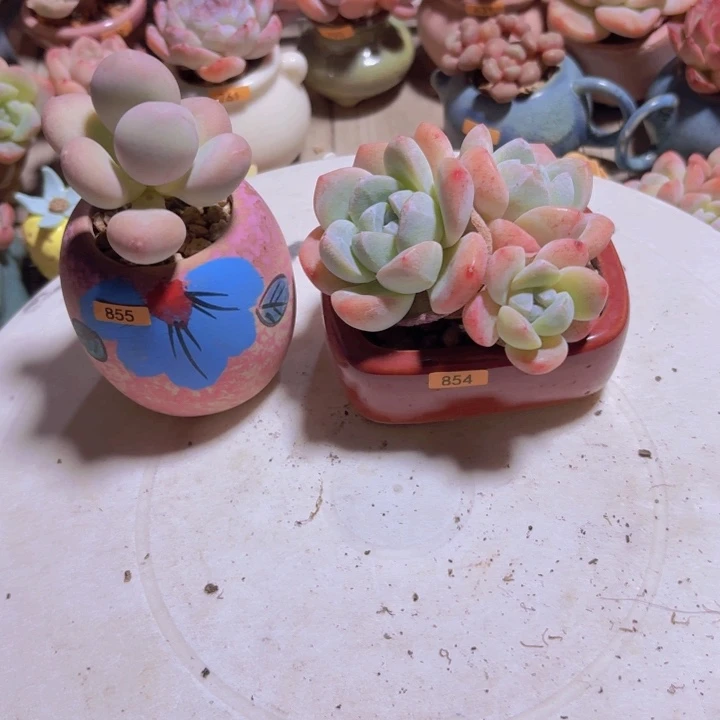 曦***咪一物一拍编号854 855
