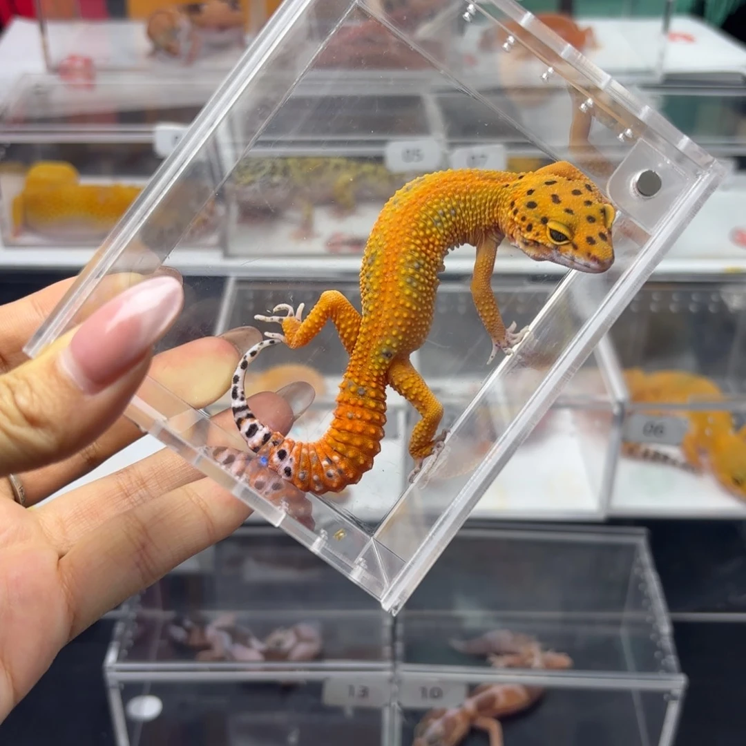 豹纹守宫血翡翠 妹妹 N052