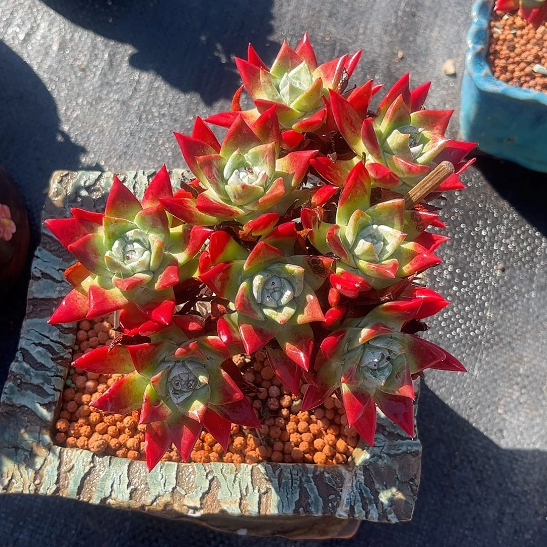 刘丹白豪苹果叶