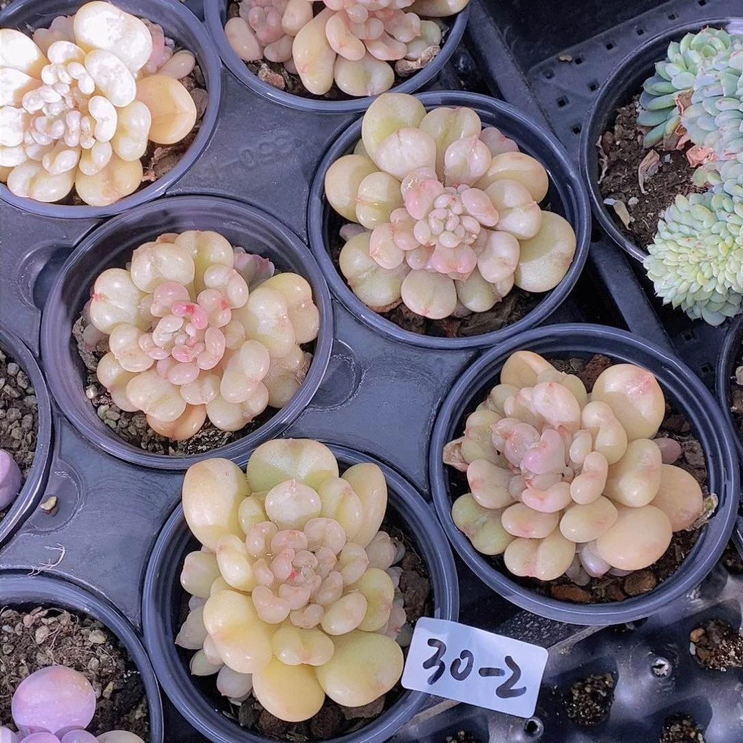 30-2-比尔盖茨福利一颗 量拍