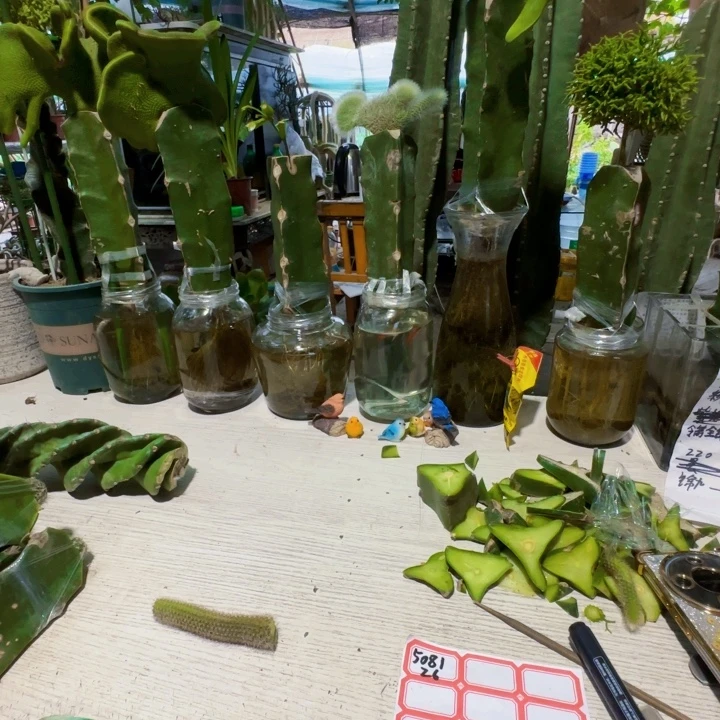 无花朵3个品种种枝条。，