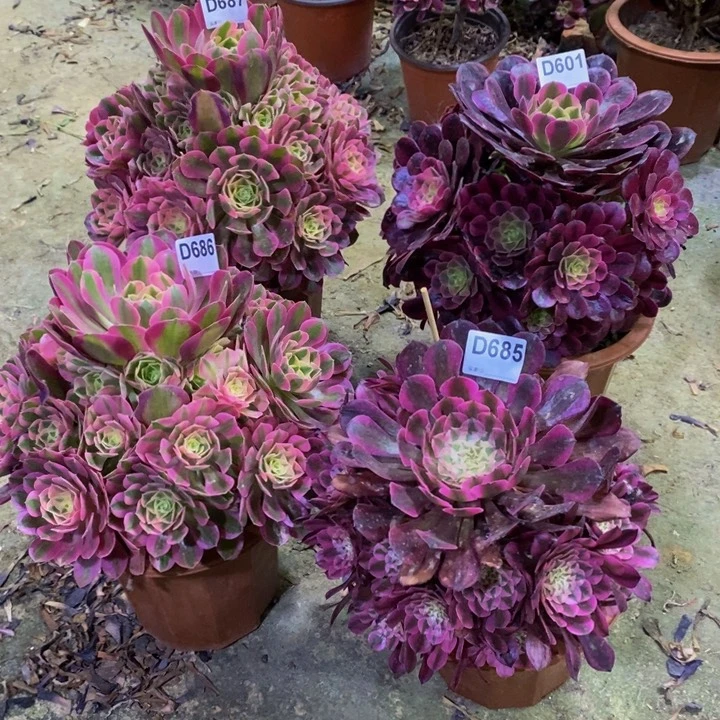 ?**?四颗组合多肉601.685.686.687