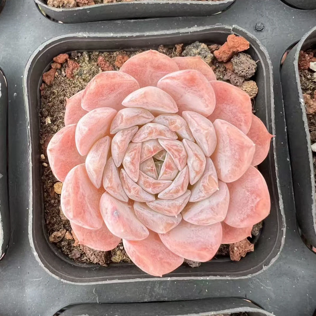 艾丽女王粉色多肉莲花座多肉绿植盆栽