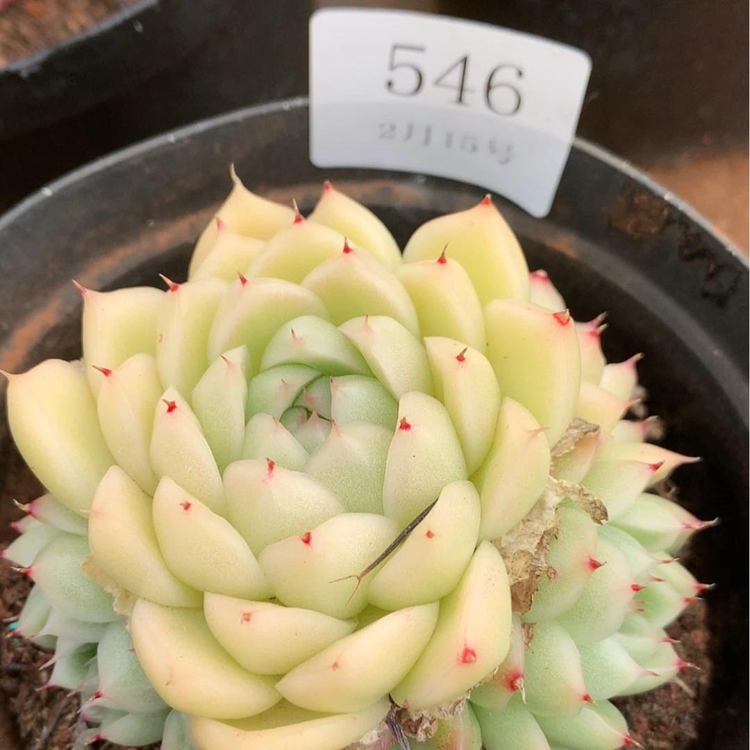 【闪购商品】云546