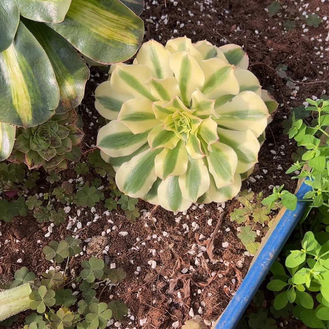 你***！精品多肉植物绿破