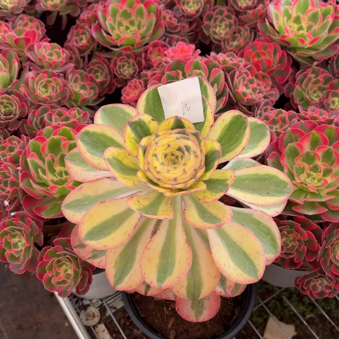 云南燕姿好看10号