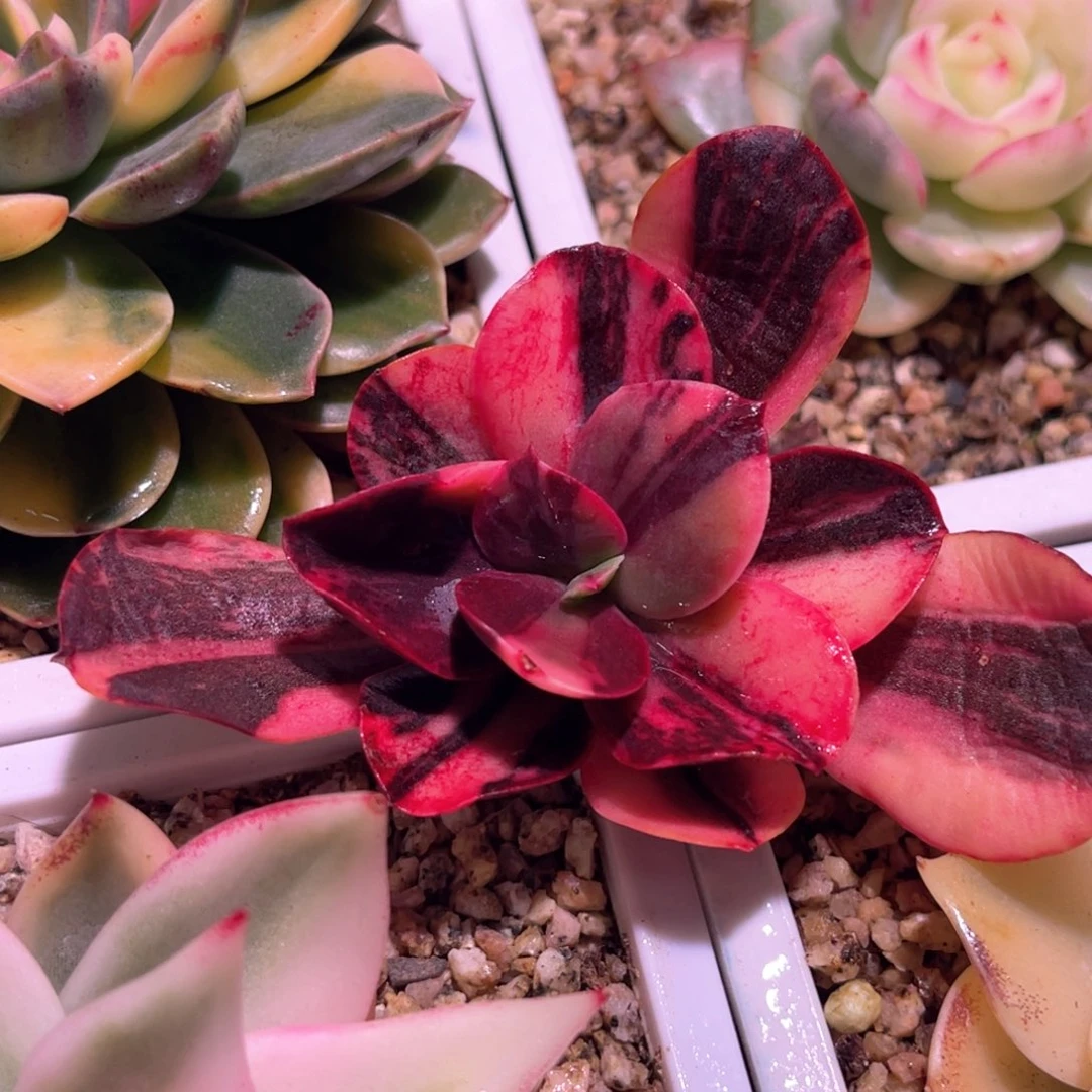 岁***?多肉特价麦当娜锦603