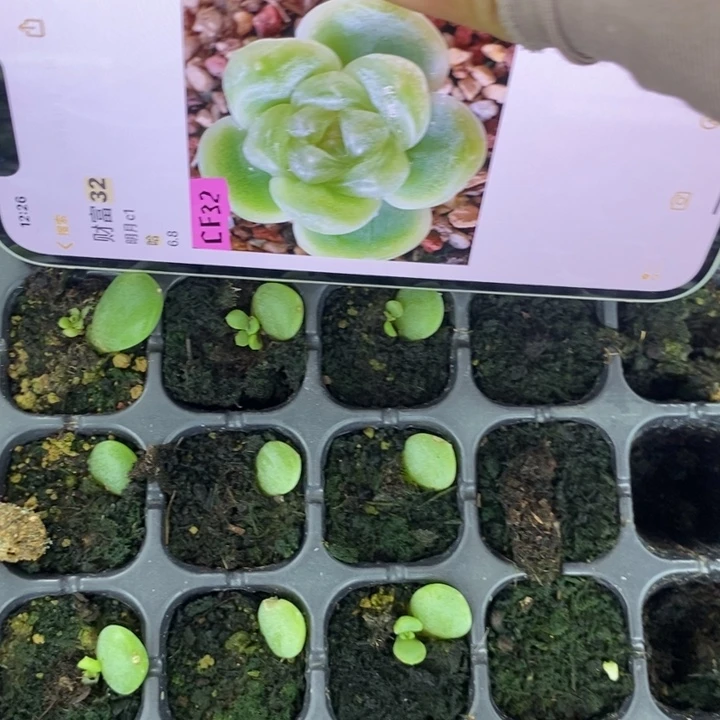 端午六一哈财富c32芽苗一个多肉