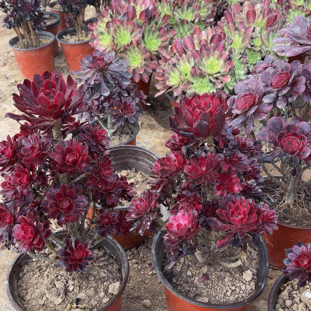 香奈儿15.8多肉植物