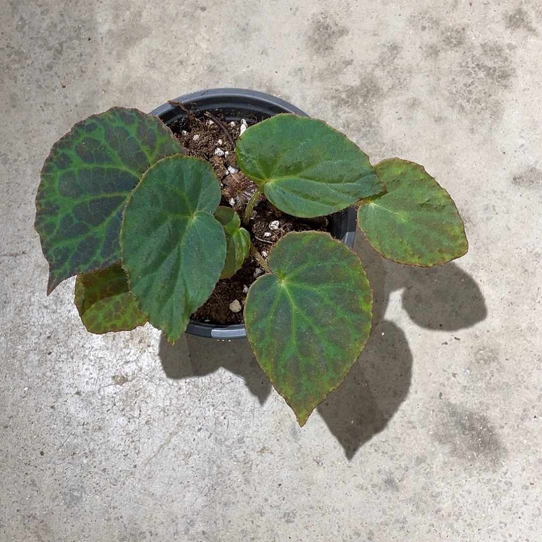 无花朵小颗黑滇缅